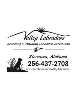 Valley Labradors Labrador Retriever breeder