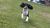 English Springer Spaniel thumbnail