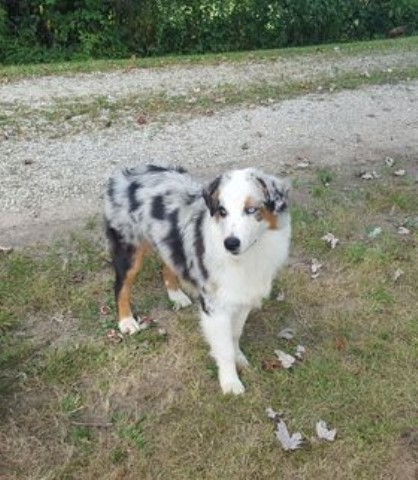 Limestone Australian Shepherds