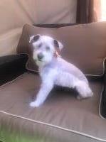 Joaquin Soler - Miniature Schnauzer Stud