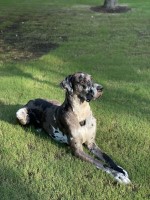 Kitana St-Cyr - Great Dane Stud