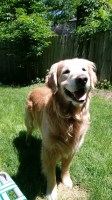 Bobbie - Golden Retriever Stud