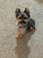 Felicia Tharpe - Yorkshire Terrier Stud