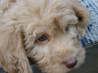 Fairhavenk9s Labradoodle breeder