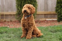 Katrina Schaffer - Poodle Miniature Stud