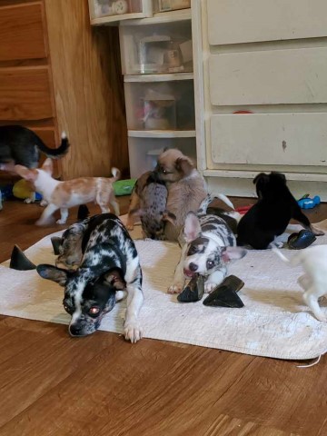 Chihuahua Breeder 28819