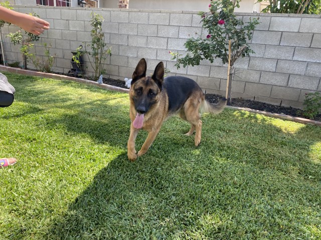 German Shepherd Dog Stud 31233