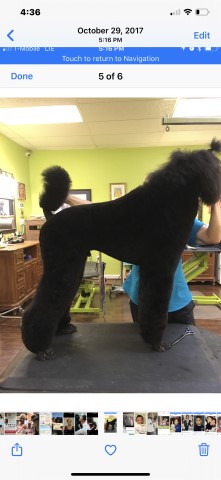 Poodle Standard Stud 27357