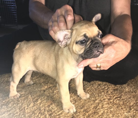 33 HQ Photos French Bulldog Breeders Ny Nj / Bulldog Puppy Breeder - French Bulldog Puppies for sale ...