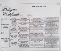 Rockinoak Australian Shepherd Dog breeder