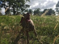 Alejandro Cardona - Weimaraner Stud