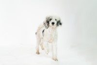 Jenna - Poodle Miniature Stud