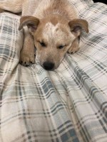 Morgan Clark - Australian Cattle Dog Stud