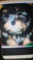 Lhasa Apso thumbnail