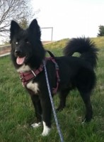 Rose Burkholder - Siberian Husky Stud