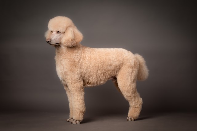 Poodle Standard Stud 29511