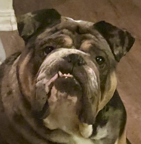 English Bulldog Stud 31935