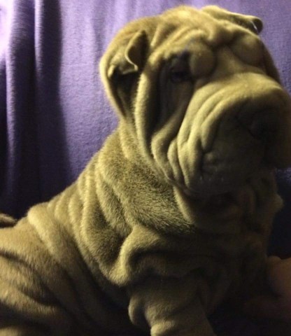 Pace Shar Pei