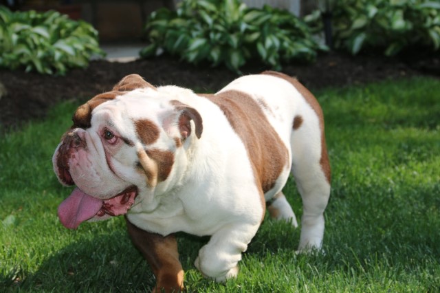 English Bulldog Stud 27161