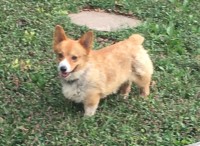 Djcorgis Pembroke Welsh Corgi breeder