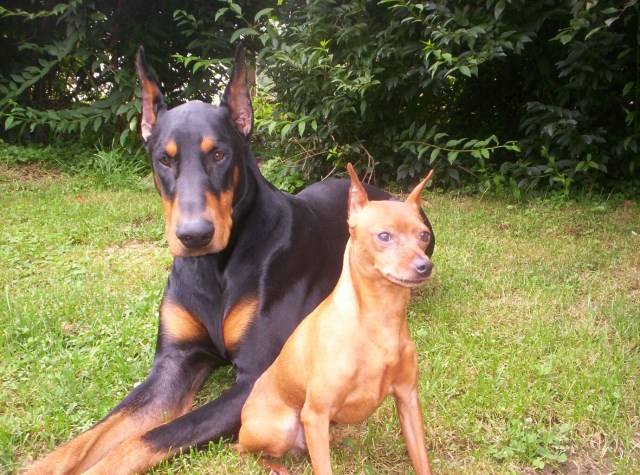 Doberman Pinscher Breeder 26950