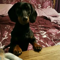 Hope Collins - Dachshund Stud