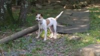 Jack Russell Terrier thumbnail