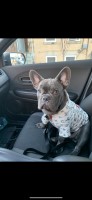 Jean - French Bulldog Breeder French Bulldog breeder
