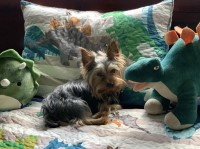 Karen De Leon - Yorkshire Terrier Stud