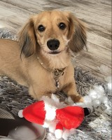 Pamela Brown - Dachshund Stud