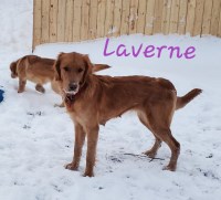Golden Beauties Driven to Doodles, LLC Golden Retriever breeder