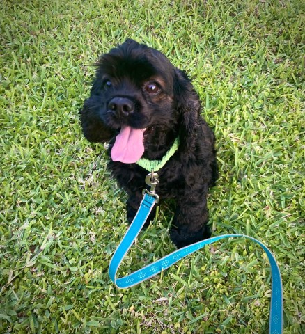 American Cocker Spaniel Stud 30650