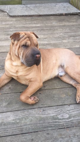 Camp Wrinkles Chinese Shar-Pei
