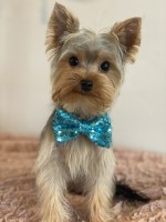 Hannah Certuche - Yorkshire Terrier Stud