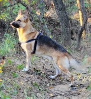Tom - German Shepherd Dog Stud