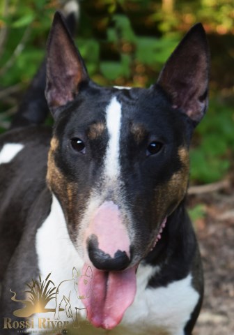 Rossi River Minibulls | AKC Miniature Bull Terriers