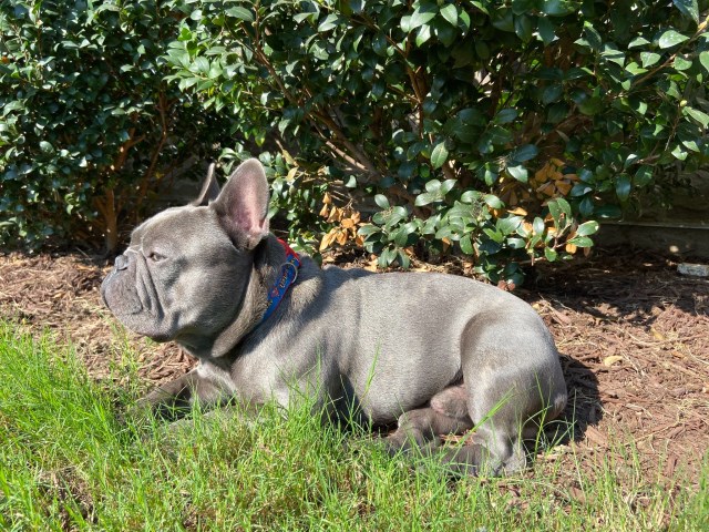 French Bulldog Stud 27599