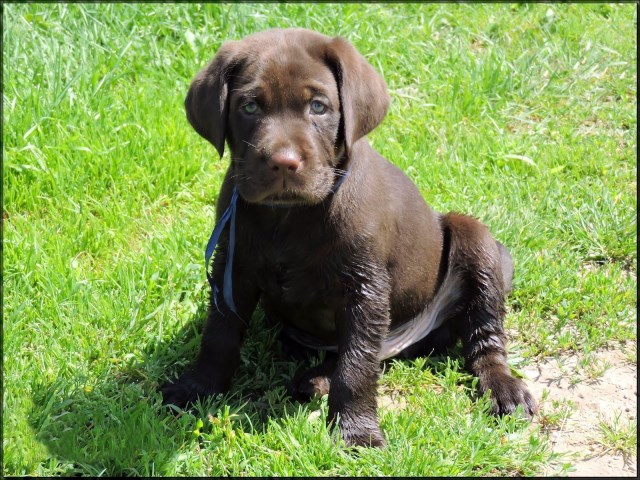 Labrador Retriever Breeder 25908