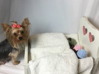 Yorkshire Terrier thumbnail