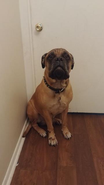 Bullmastiff Stud 27083