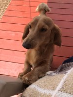 Heritage Doxies Dachshund breeder