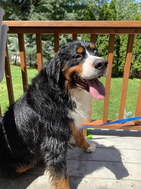 Bernese Mountain Dog Stud 27638