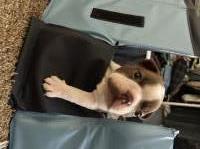 Boston Terrier breeder thumbnail