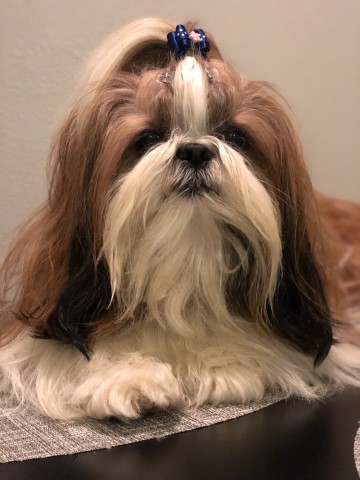 Shih Tzu Stud 27996