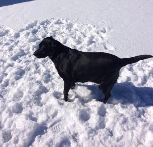 Vogeler's Labradors