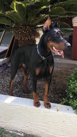 Doberman Pinscher Stud 30327