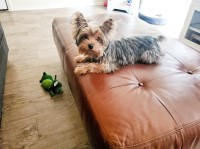 Kristina G - Yorkshire Terrier Stud