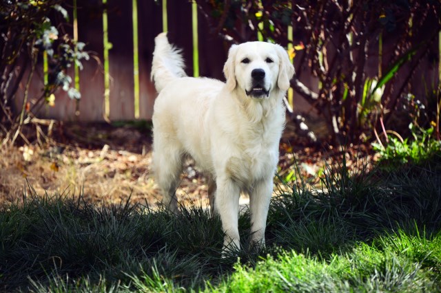 Golden Retriever Stud 26102