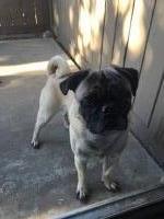 Marissa Fesler - Pug Stud