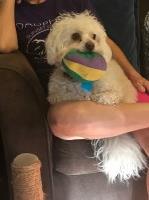 Charles Steadman - Maltipoo Stud